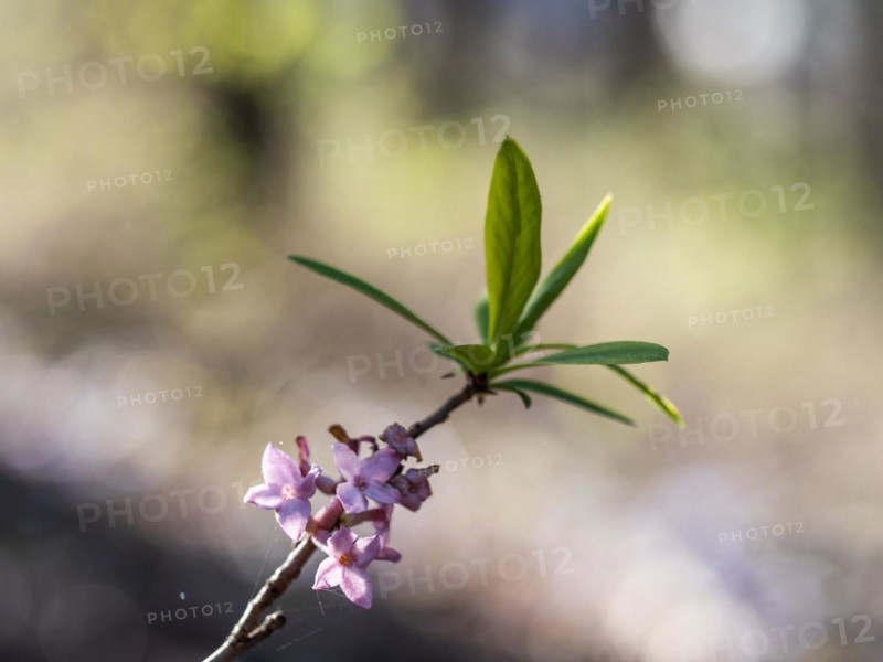Mezereon (Daphne mezereum), Leoben, Styria, Austria, Europe