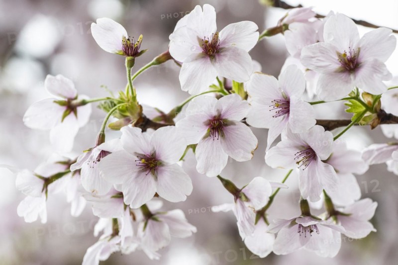 Japanese cherry (Prunus serrulata), Emsland, Lower Saxony, Germany, Europe