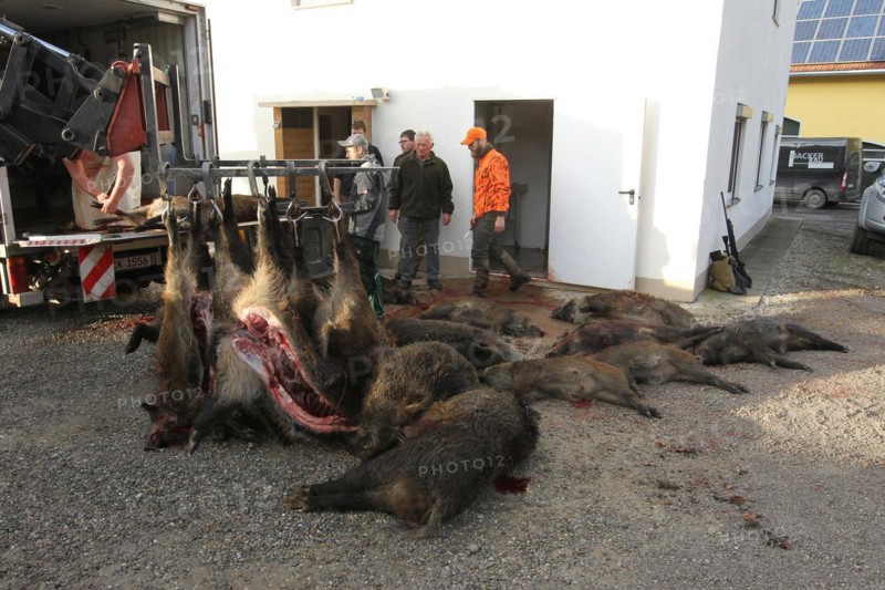 Wild boar (Sus scrofa) in front of the slaughterhouse, Allgaeu, Bavaria, Germany, Europe