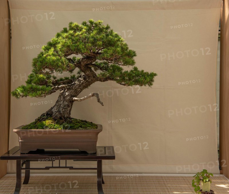 Bonsai