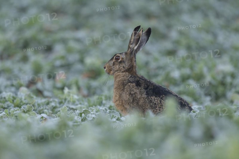 European hare (Lepus europaeus) with slit in ear sitting in a field, wildlife, Thuringia, Germany, Europe