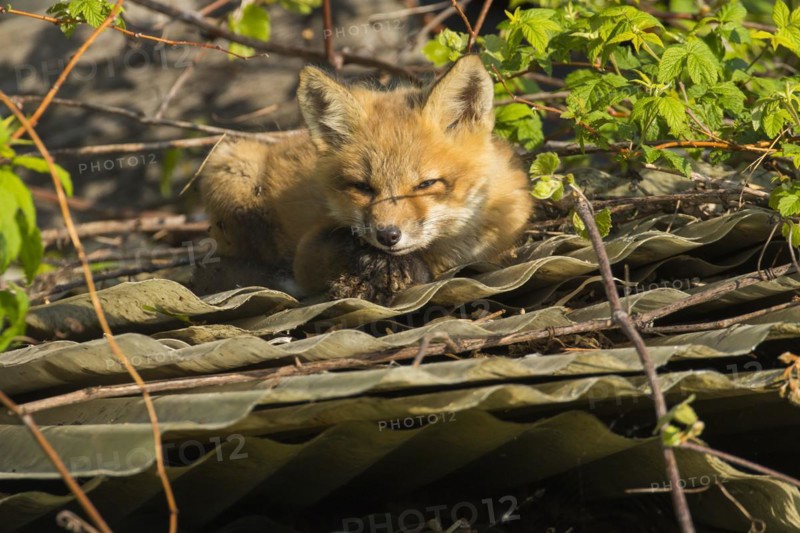 Red fox. Vulpes vulpes. Red fox resting on the roof of an old barn. .Province of Quebec. Canada