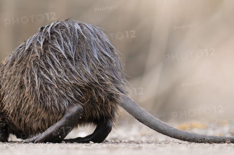 Nutria (Myocastor coypus), only the rump, feet and tail visible, wet, walking across a gravelled path to the left, background blurred, Rombergpark, Dortmund, Ruhr area, Germany, Europe