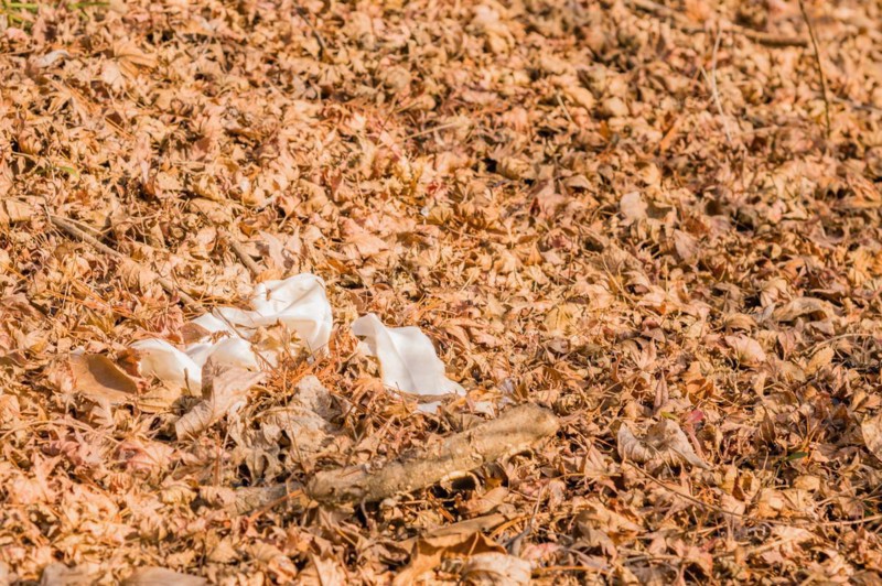 Discarded plastic waste is scattered among dry leaves, highlighting pollution, in South Korea
