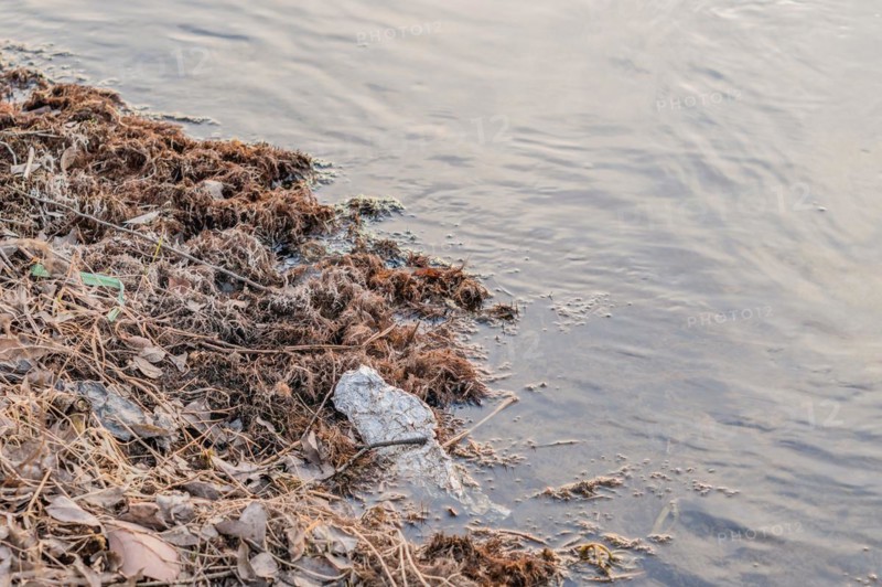 Dead leaves and organic debris along a watery shoreline, indicating seasonal change, in South Korea