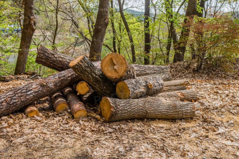 Pile of sawed logs surrounded by leaf litter in a wooded area, in South Korea