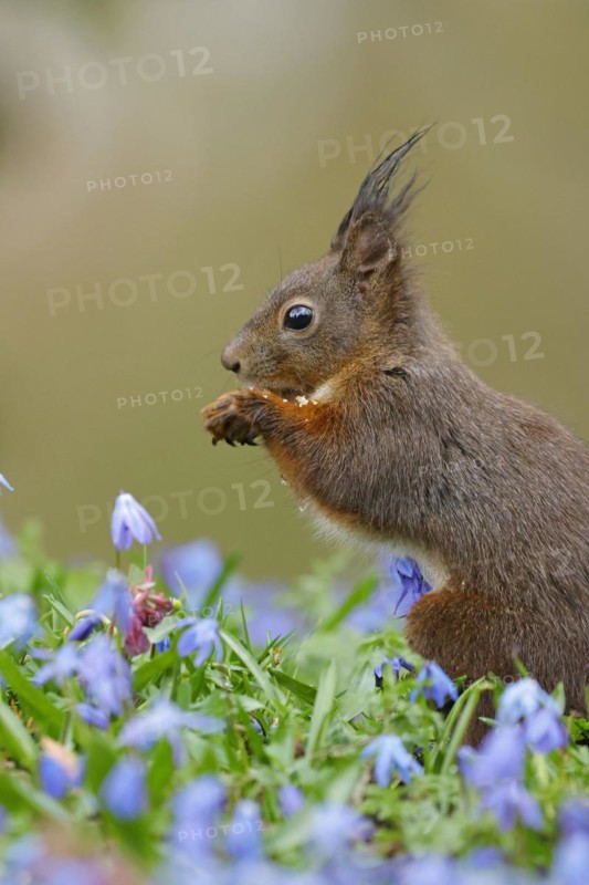 Portrait of a dark eurasian red squirrel (Sciurus vulgaris) on a bluestar meadow, Hesse, Germany, Europe