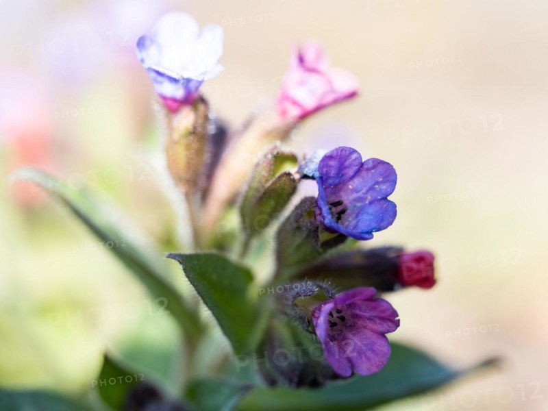 True lungwort or common lungwort (Pulmonaria officinalis), flowers, Leoben, Styria, Austria, Europe