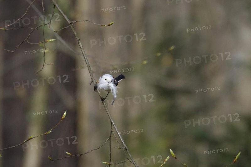 Long-tailed Tit, March, Germany, Europe