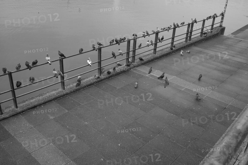 Doves (Columbidae) at the Inner Alster Lake, black and white, Hanseatic City of Hamburg, Hamburg, Germany, Europe