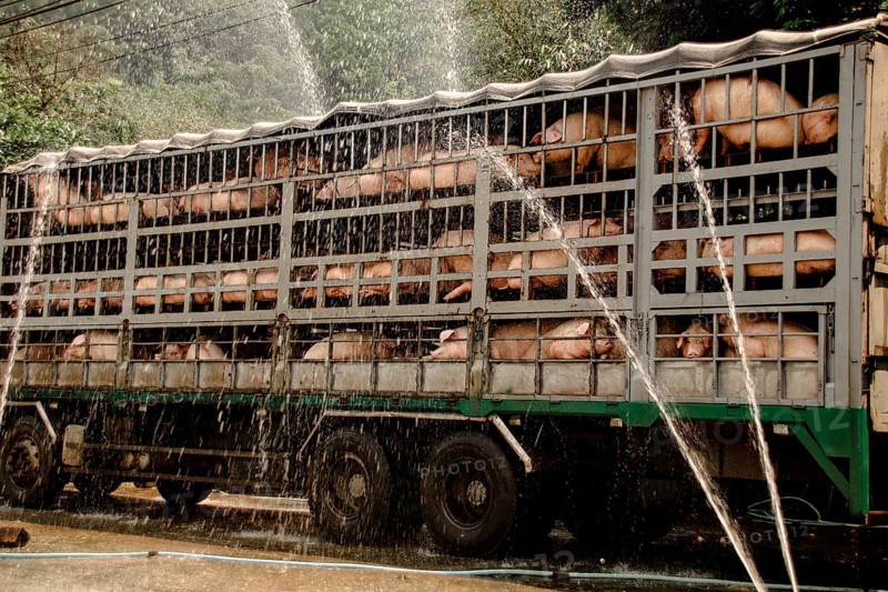 Pigs in a transport truck, getting wet in the rain, behind metal bars