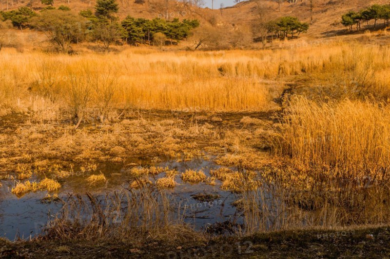 Beautiful reeds growing in man made mountain pond on winter day in Boeun, South Korea, Asia
