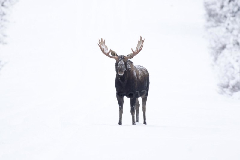 Moose. Alces alces. Bull moose standing on a snow-covered raod and watching. Gaspesie conservation park. Province of Quebec. Canada
