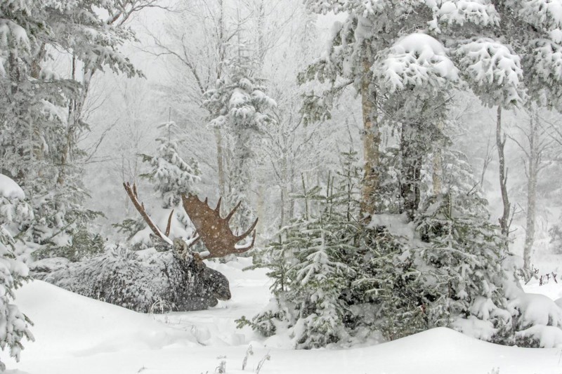Moose. Alces alces. Bull moose resting under a snowfall in a snow-covered forest in late fall. Gaspesie conservation park. Province of Quebec. Canada