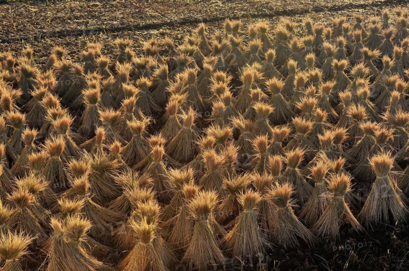 Sheaves of hay, field, hina