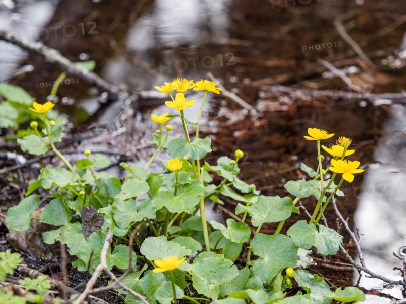 Marsh marigolds (Caltha palustris), banks of the Laming, near Tragoess, Styria, Austria, Europe