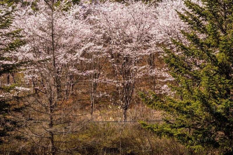 Stand of young cherry blossom trees in forest behind wire fence on sunny day in Daejeon, South Korea, Asia