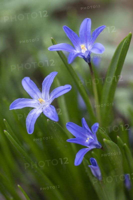 Snow pride (Chionodoxa luciliae), Emsland, Lower Saxony, Germany, Europe