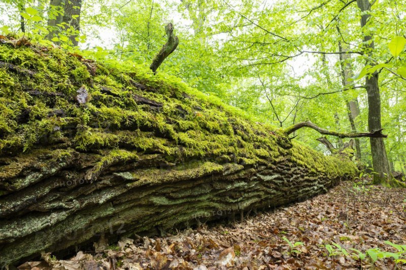 Near-natural deciduous forest, moss-covered deadwood, in spring, Barnbruch Forest nature reserve, Lower Saxony, Germany, Europe