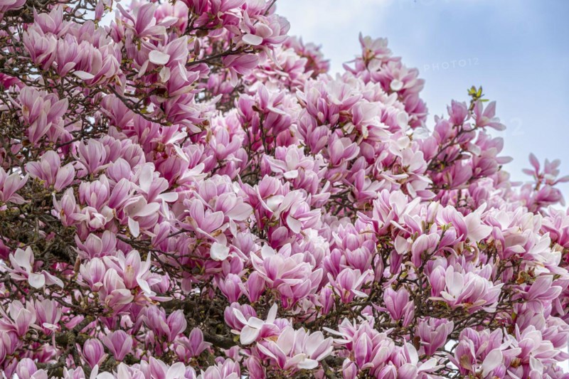 Tree with magnolia blossoms, magnolia (Magnolia), magnolia x soulangeana (Magnolia xsoulangeana), Offenbach am Main, Hesse, Germany, Europe