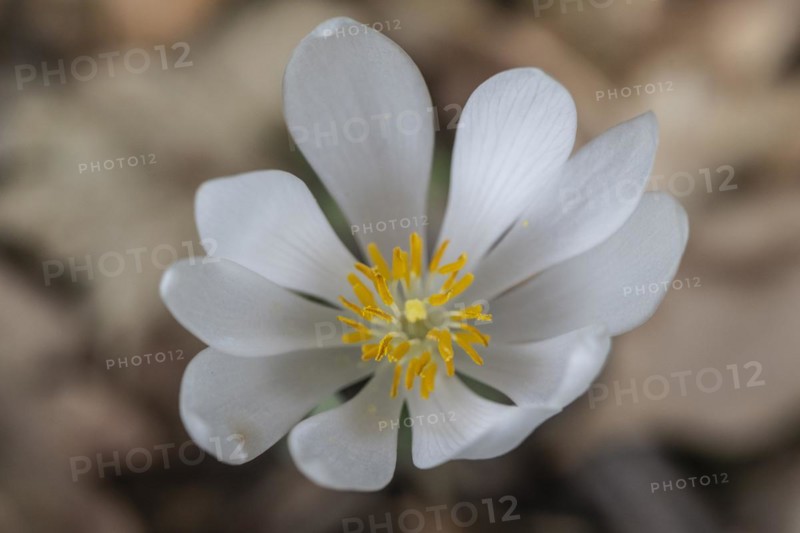 Canadian bloodroot (Sanguinaria canadensis), Emsland, Lower Saxony, Germany, Europe