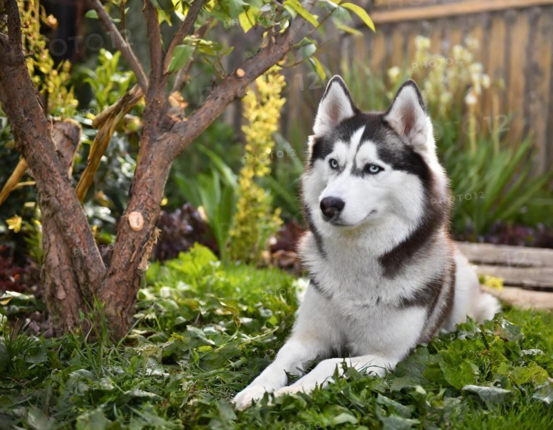 Dog, husky, whole figure, outside, in the garden, AI generated, AI generated