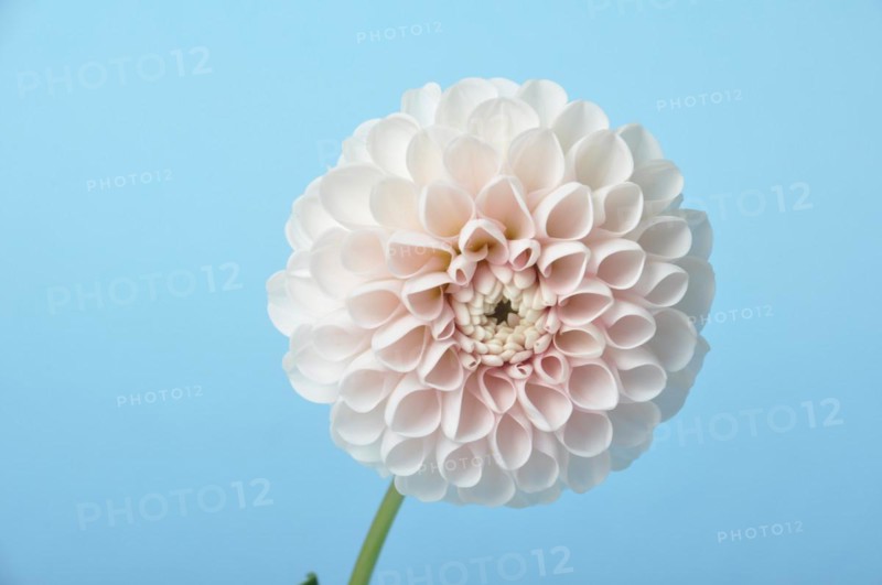 Dahlia pompom on blue background