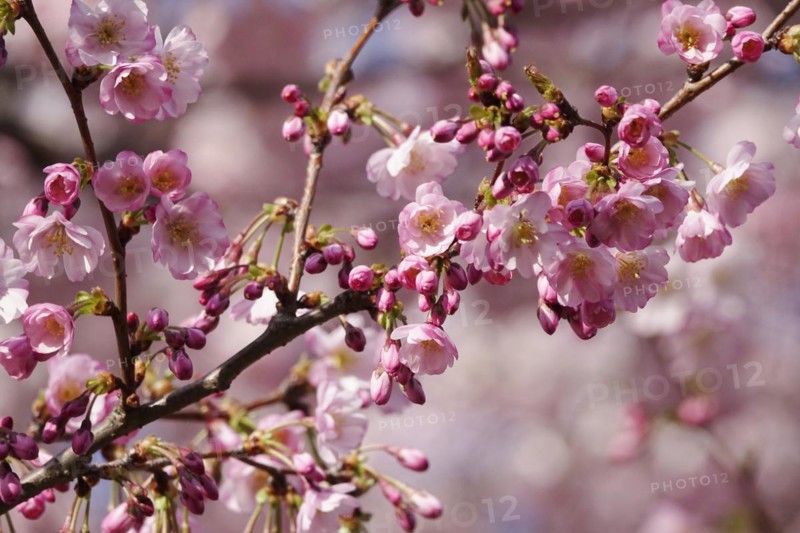 Ornamental cherry in bloom, March, Germany, Europe