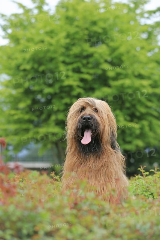 Briard, Berger de Brie