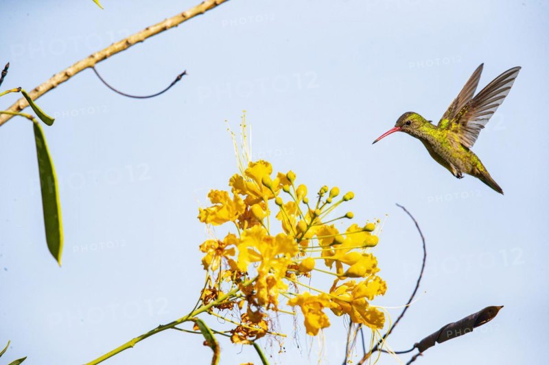 Golden Sapphire Hummingbird (Hylocharis chrysuria) Pantanal Brazil