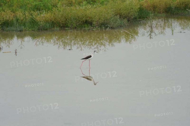 Black-winged Stilt, Himantopus himantopus, italy