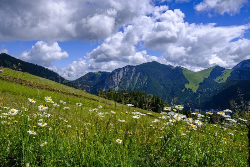 Am Stuempfling, Spitzingsee area, Bavarian local mountains, Alps, Upper Bavaria, Bavaria, Germany, Europe