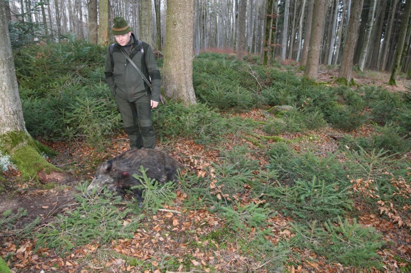 Wild boar hunt, hunter with a wild boar (Sus scrofa) in the forest, Allgaeu, Bavaria, Germany, Europe