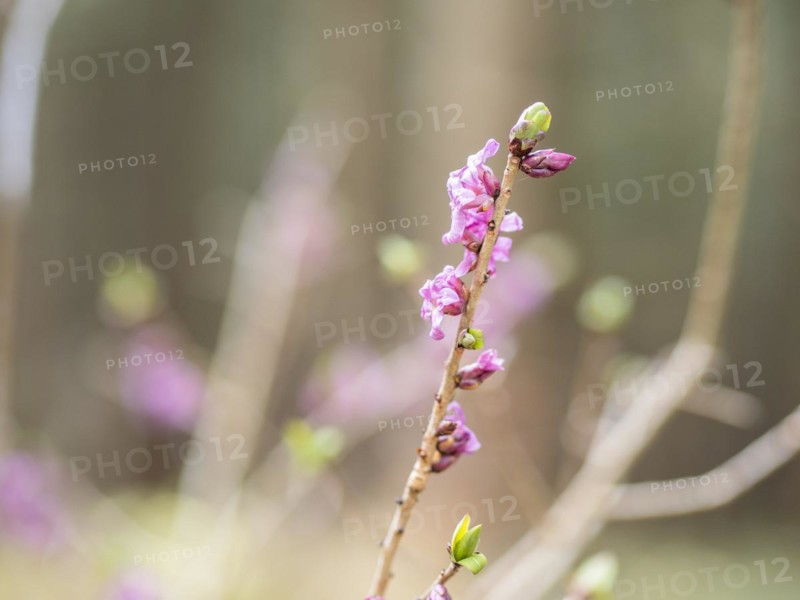Mezereon (Daphne mezereum), near Tragoess, Styria, Austria, Europe