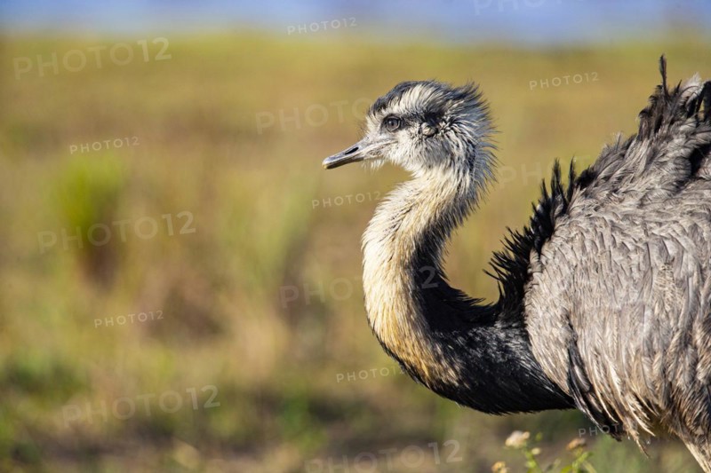 Nandu (Rhea americana) Pantanal Brazil
