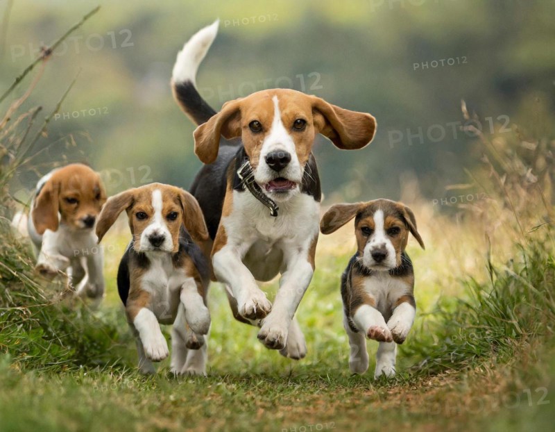 Dog, beagle with puppies walking side by side, AI generated, AI generated