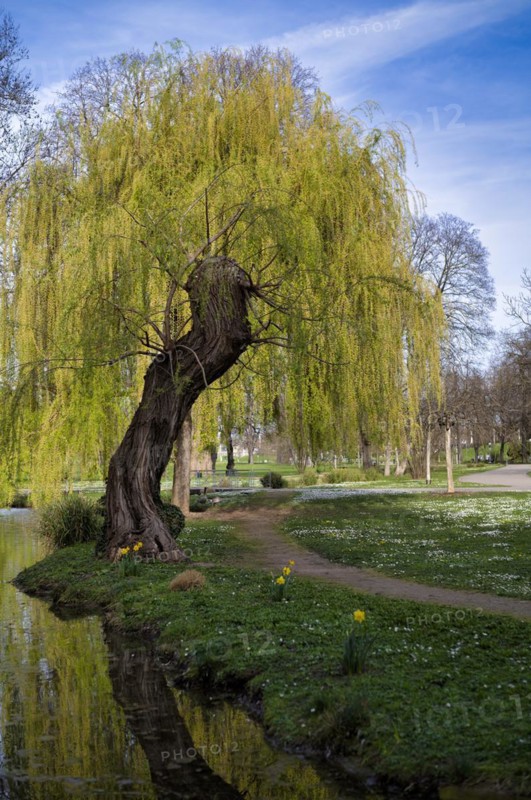 Weeping willow, Rosensteinpark, Stuttgart, Baden-Wuerttemberg, Germany, Europe