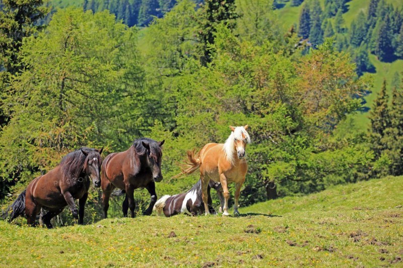 Herd of horses in the mountains