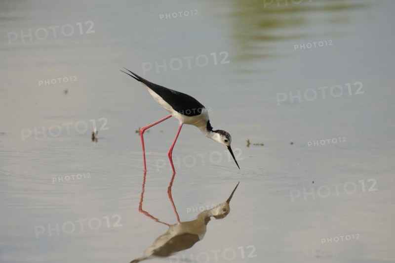 Black-winged Stilt, Himantopus himantopus, italy