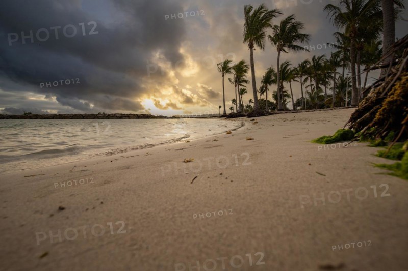 Caribbean dream beach with palm trees, white sandy beach and turquoise-coloured, crystal-clear water in the sea. Shallow bay at sunset. Plage de Sainte Anne, Grande Terre, Guadeloupe, French Antilles, North America