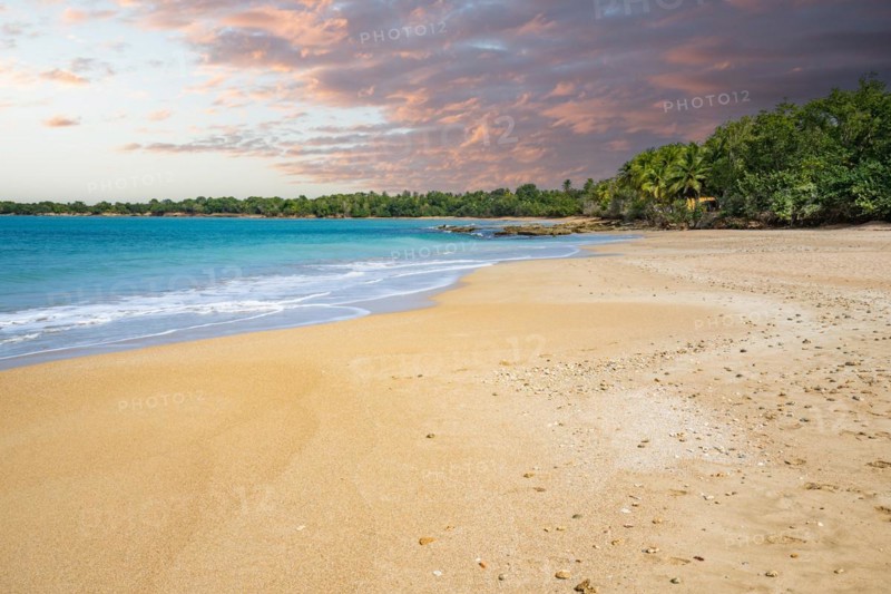 Lonely, wide sandy beach with turquoise-coloured sea. Tropical plants in a bay at sunset in the Caribbean. Plage de Cluny, Basse Terre, Guadeloupe, French Antilles, North America