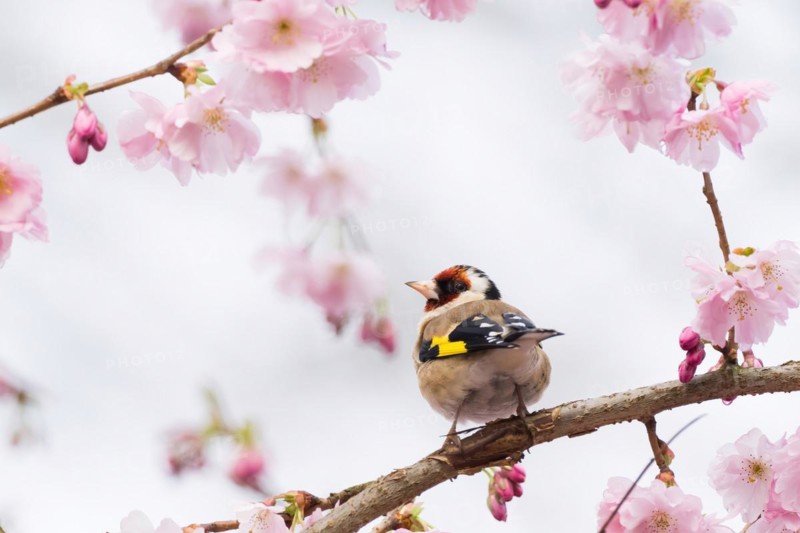A european goldfinch (Carduelis carduelis) looks back while sitting on a cherry blossom branch, Hesse, Germany, Europe