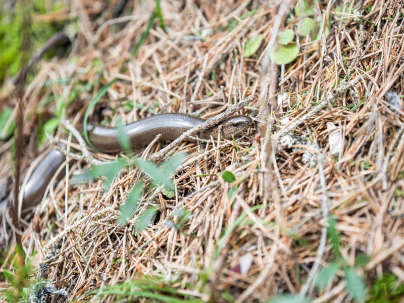 Slow worm (Anguis fragilis), near Tragoess, Styria, Austria, Europe