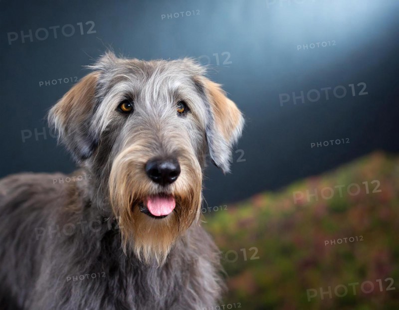 Dog, Irish Wolfhound, portrait, head only, puppies, dark background, AI generated, AI generated