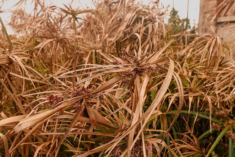 Cyperus alternifolius or umbrella papyrus drying in the summer heat and drought