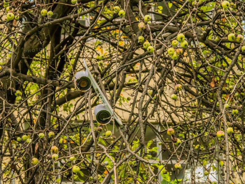 A drone entangled in a tree among branches and green apples, in South Korea