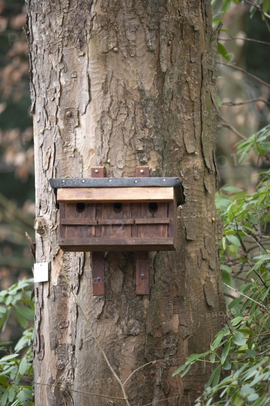 Wooden nesting box for sparrows, brown, attached to a sycamore tree trunk, flaking bark, surrounded by green leaves, Rombergpark, Ruhr area, Dortmund, Germany, Europe