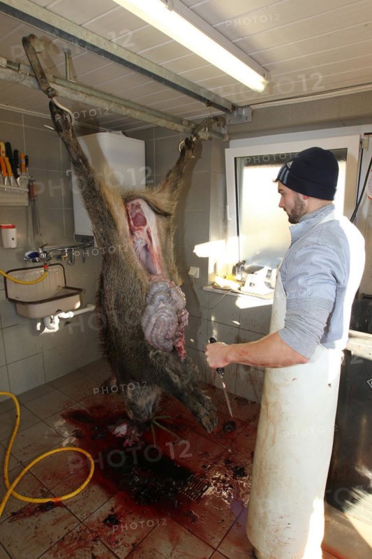 Wild boar (Sus scrofa) are processed immediately after the hunt, Allgaeu, Bavaria, Germany, Europe