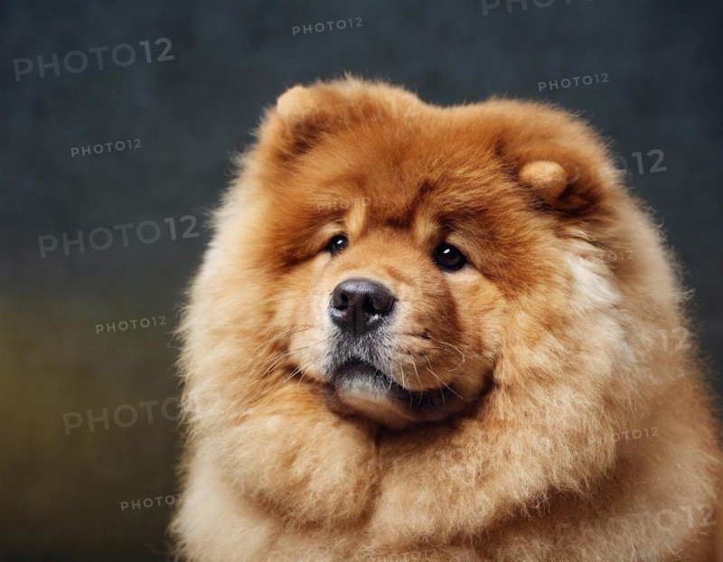 Dog, Chow Chow, portrait, head only, puppies, dark background, AI generated, AI generated