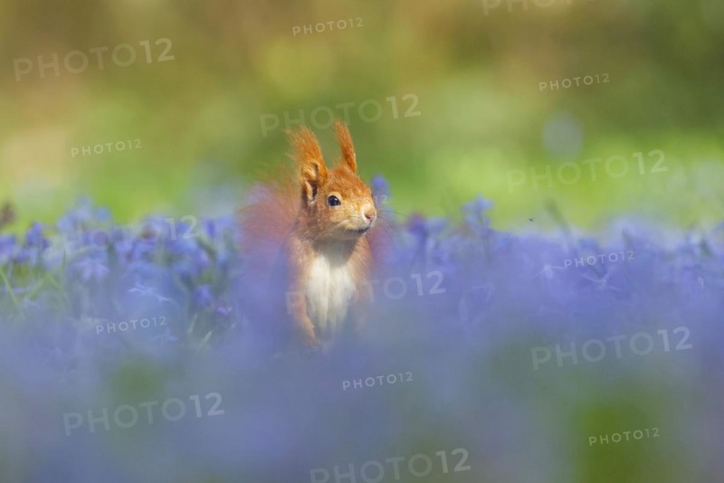 Eurasian red squirrel (Sciurus vulgaris) in a meadow with blue star, Hesse, Germany, Europe